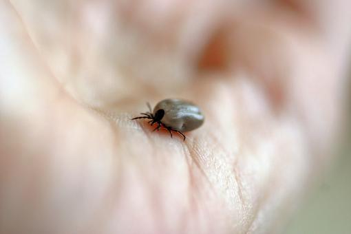 Meest bezochte richtlijn in juni: Lymeborreliose!